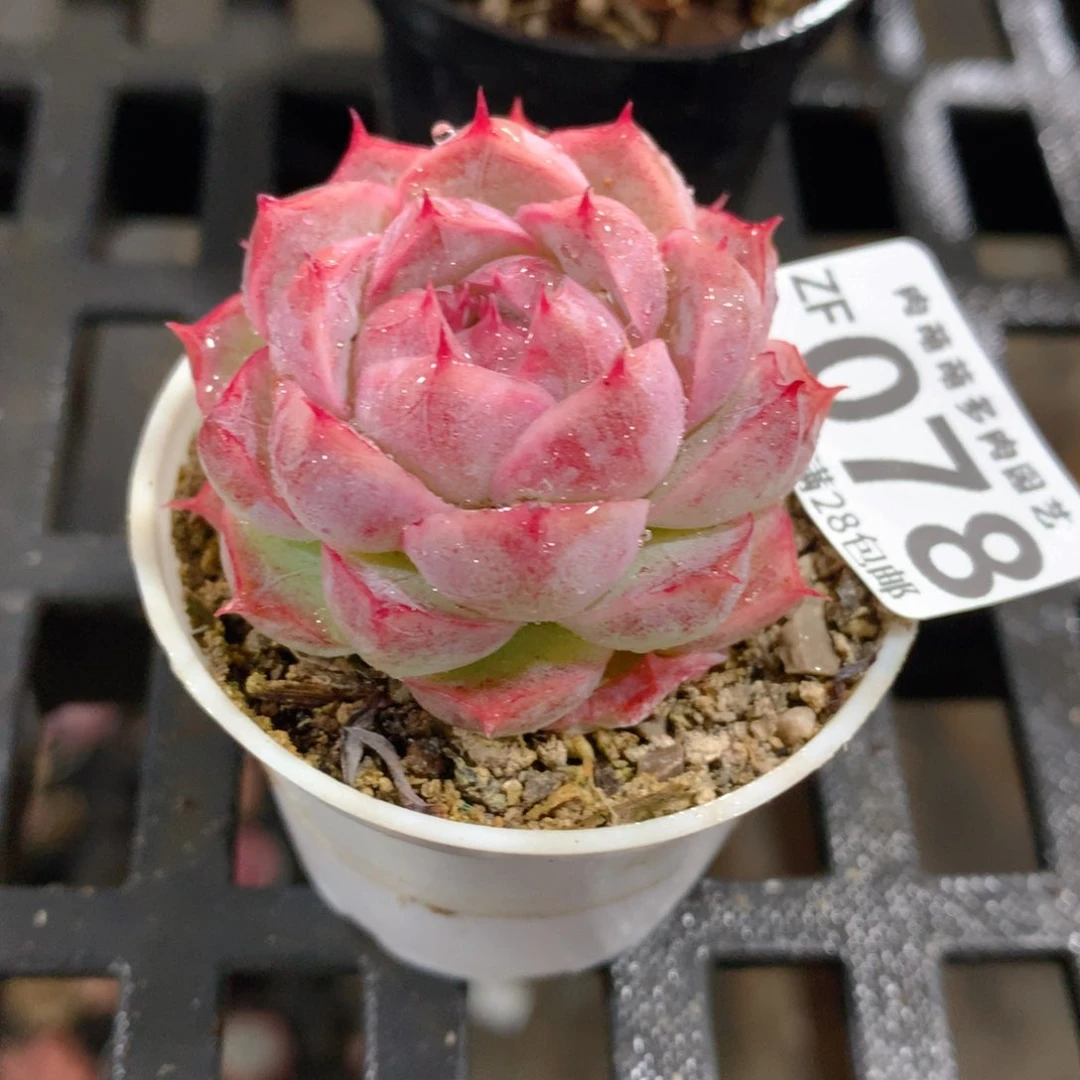 肉萌萌拇指盆精控多肉ZF078