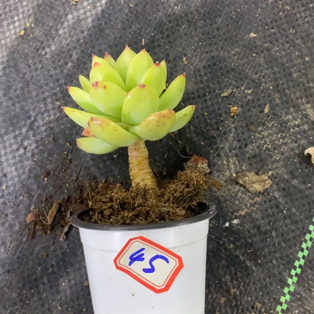 西**心一物一拍杂多肉45
