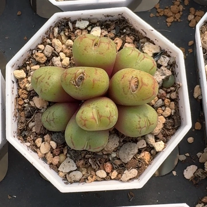 精品多肉10头园艺猴脸