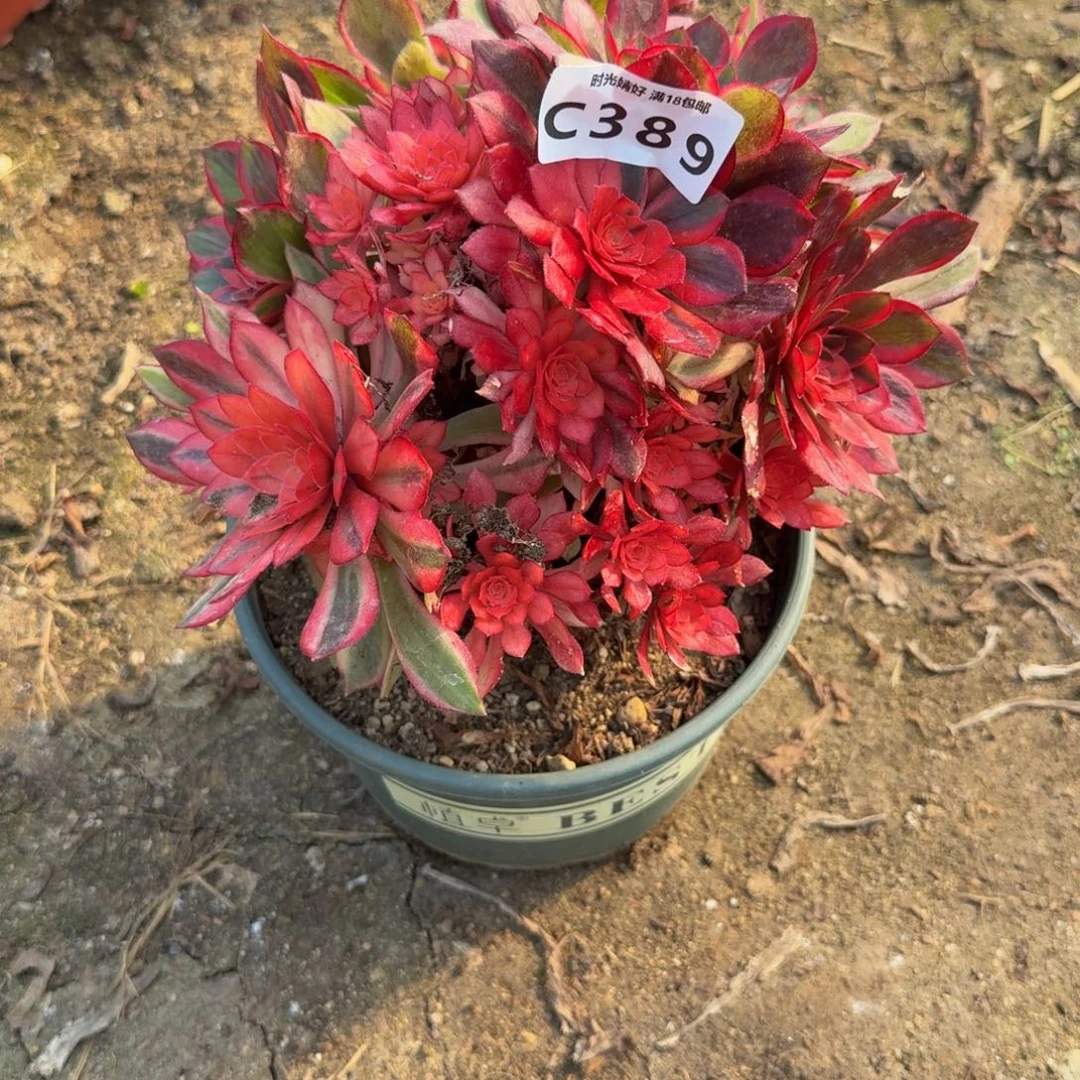 389黑魔锦。多肉植物