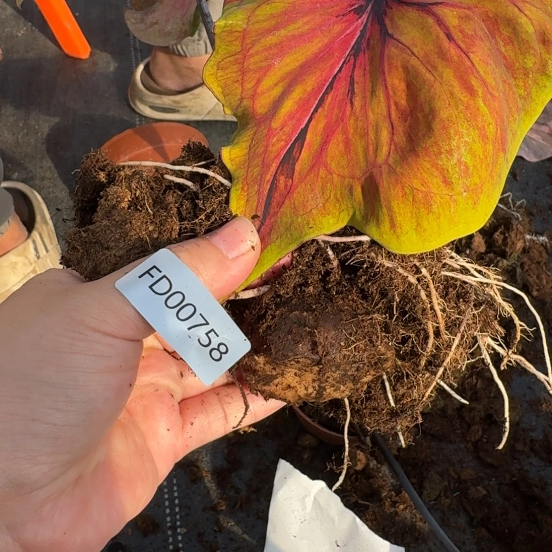 无花朵泰彩   758   剪叶