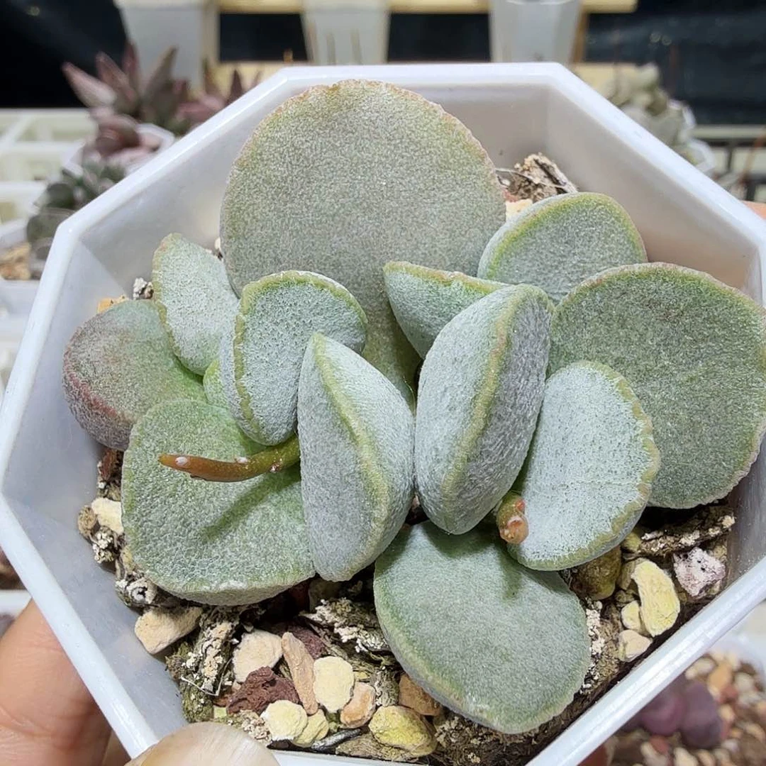 241号水泡多肉植物