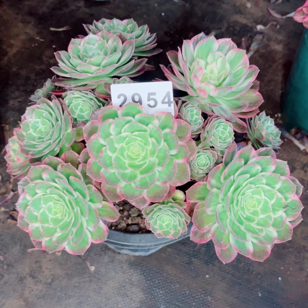 水蜜桃多发货发货