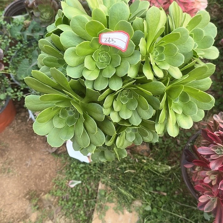多肉植物绿羊绒26号无售后