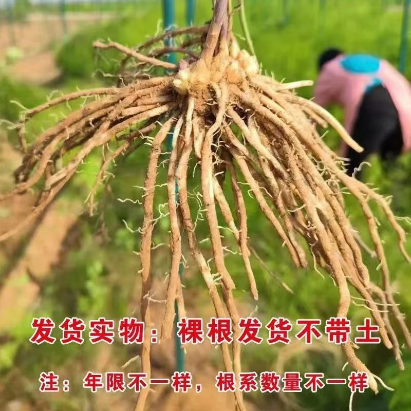 芦笋苗根绿色芦笋苗种四季蔬菜苗盆栽根苗种阳台庭院种植多年根生