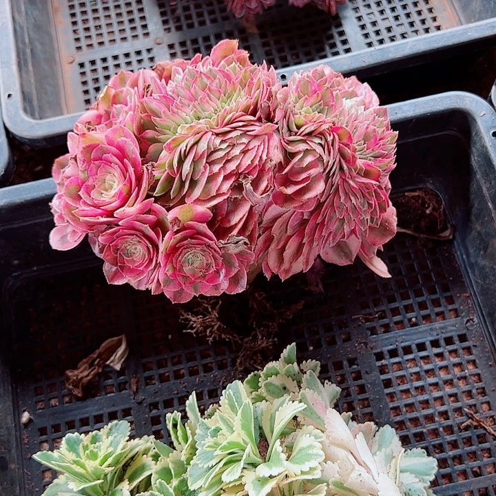 荔枝缀多肉植物大战僵尸