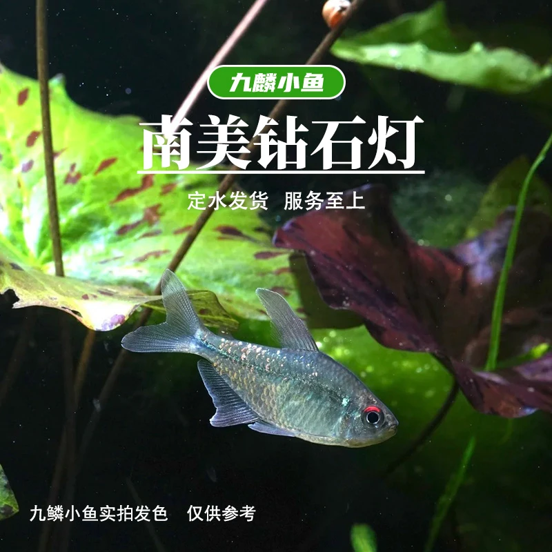 【南美钻石灯】    满三单顺丰包邮