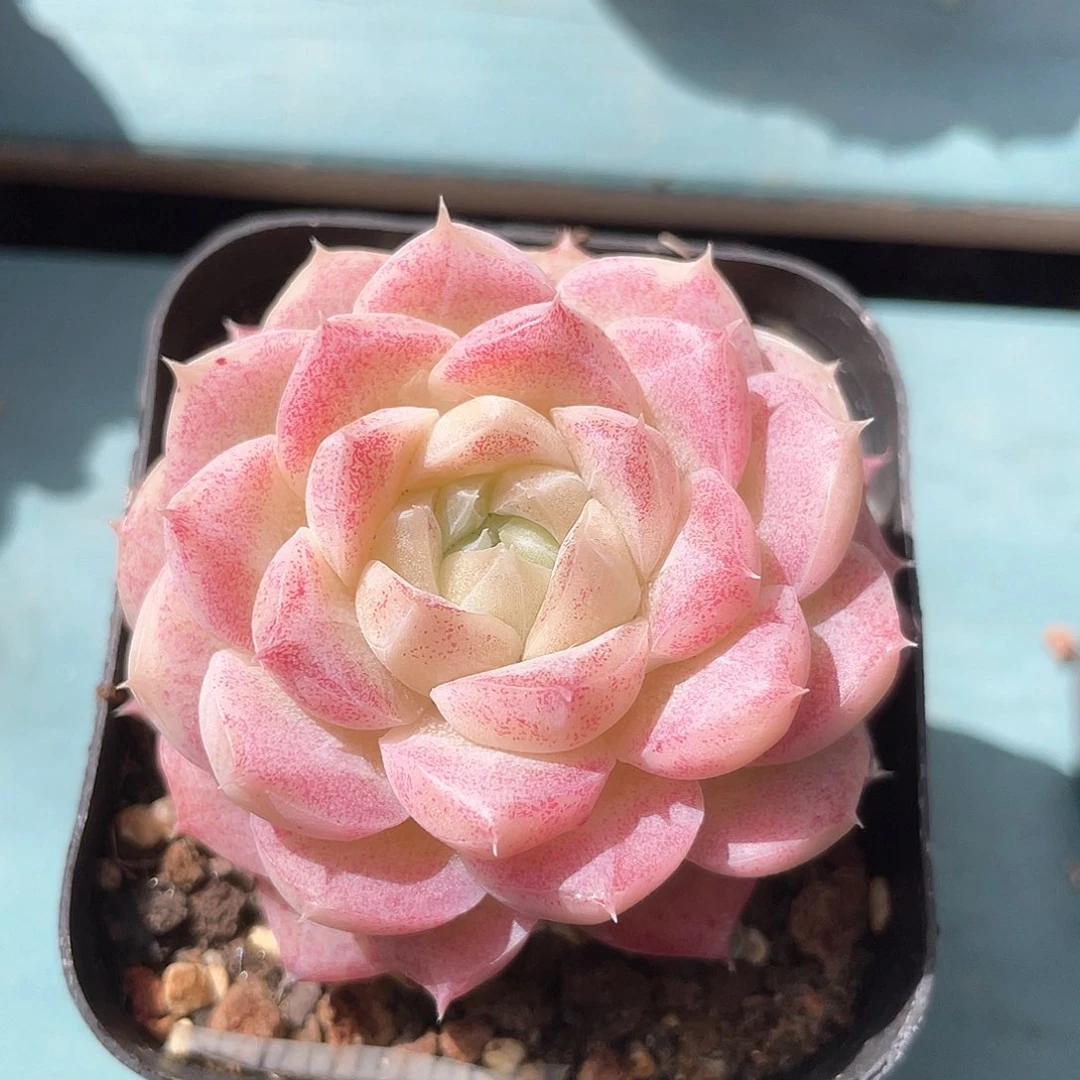 ~****优选冰糖心女王801