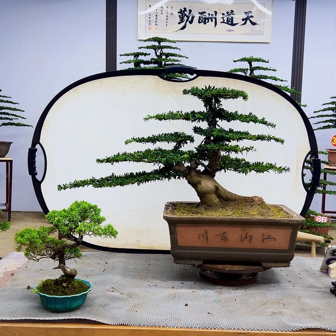 无花朵88888888888888