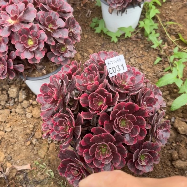 031 多肉植物不包断枝