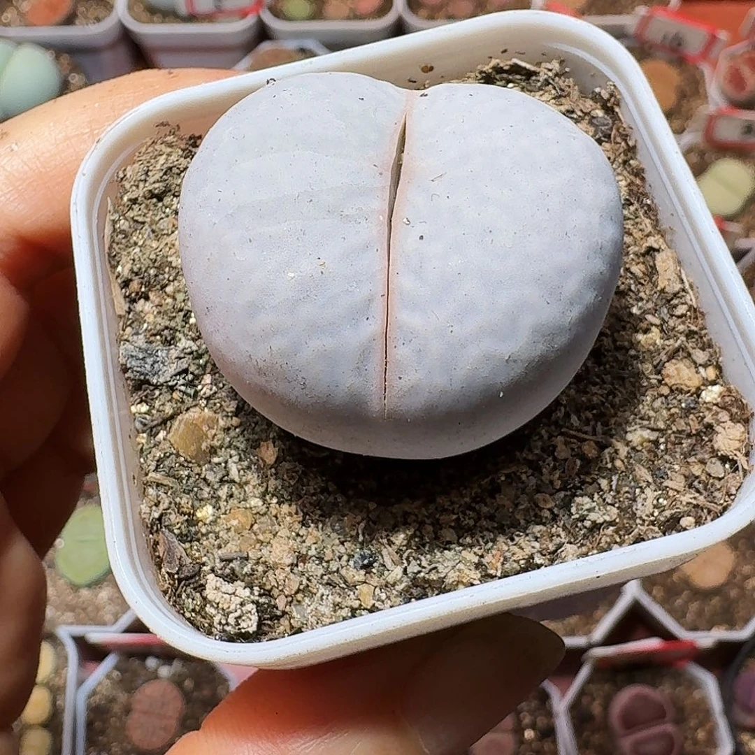 阿*生石花22:：/。  92