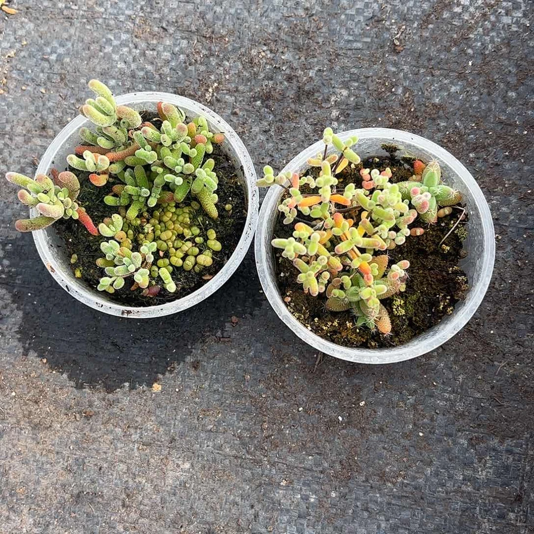 翡****混播切糕优选枝干番杏