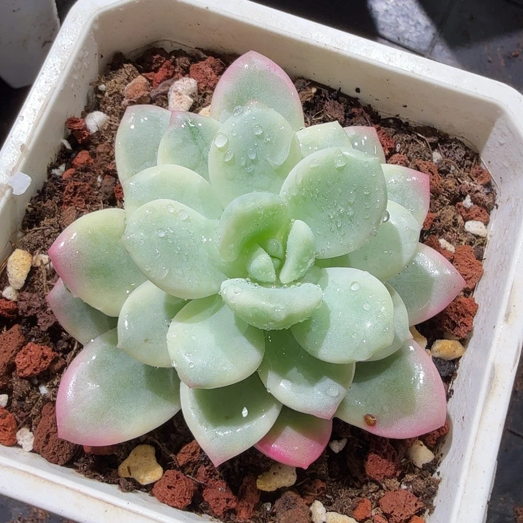 老香水锦，多肉植物