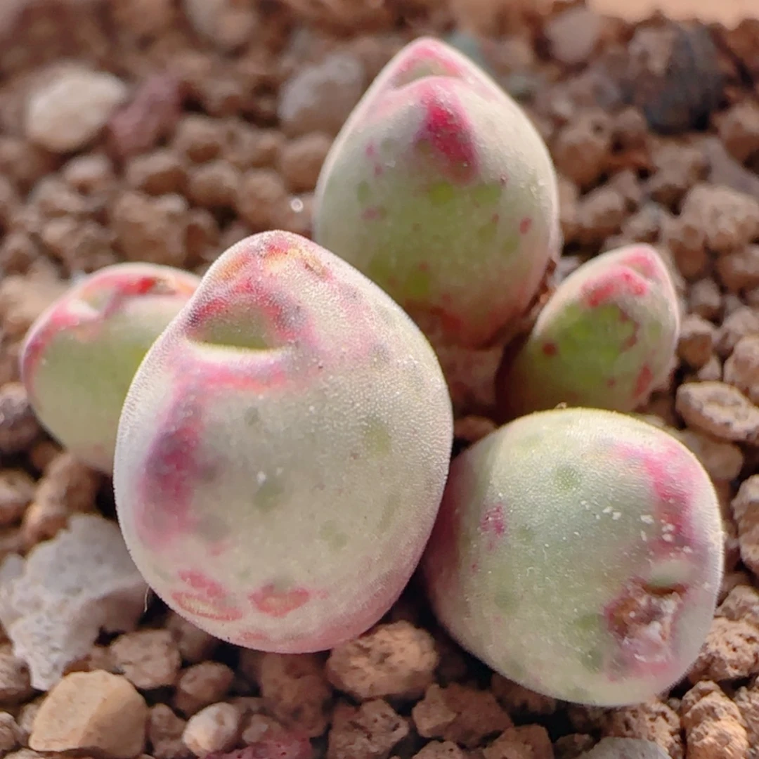 【闪购商品】21312