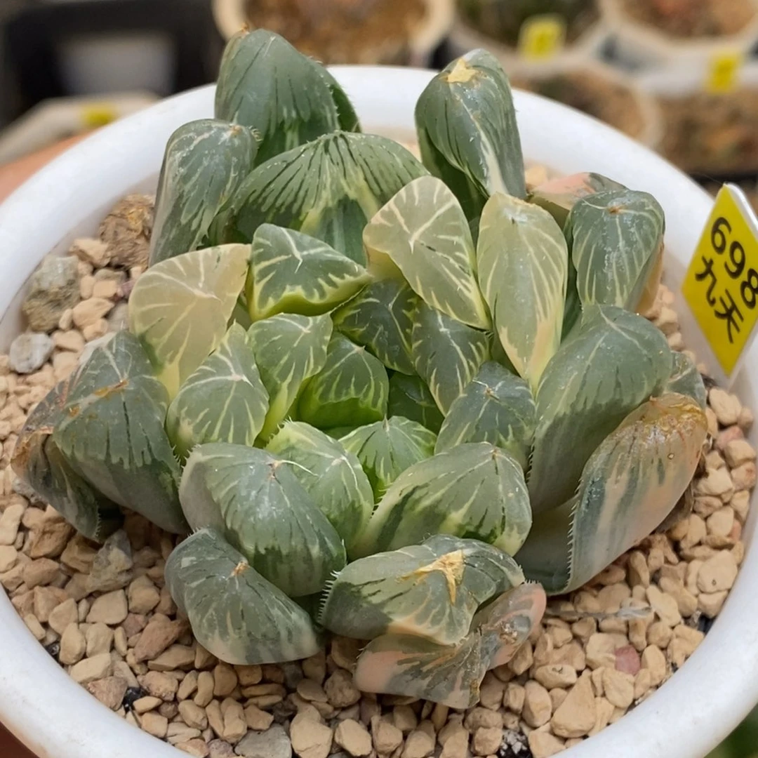 698号实生糊斑玉露锦多肉