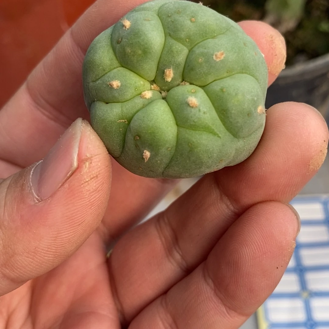 大优侧芽无刺仙人球