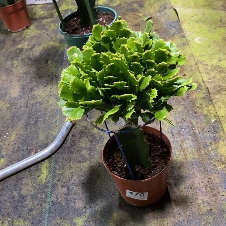 当前无花栽培后可以开花470嫁接028