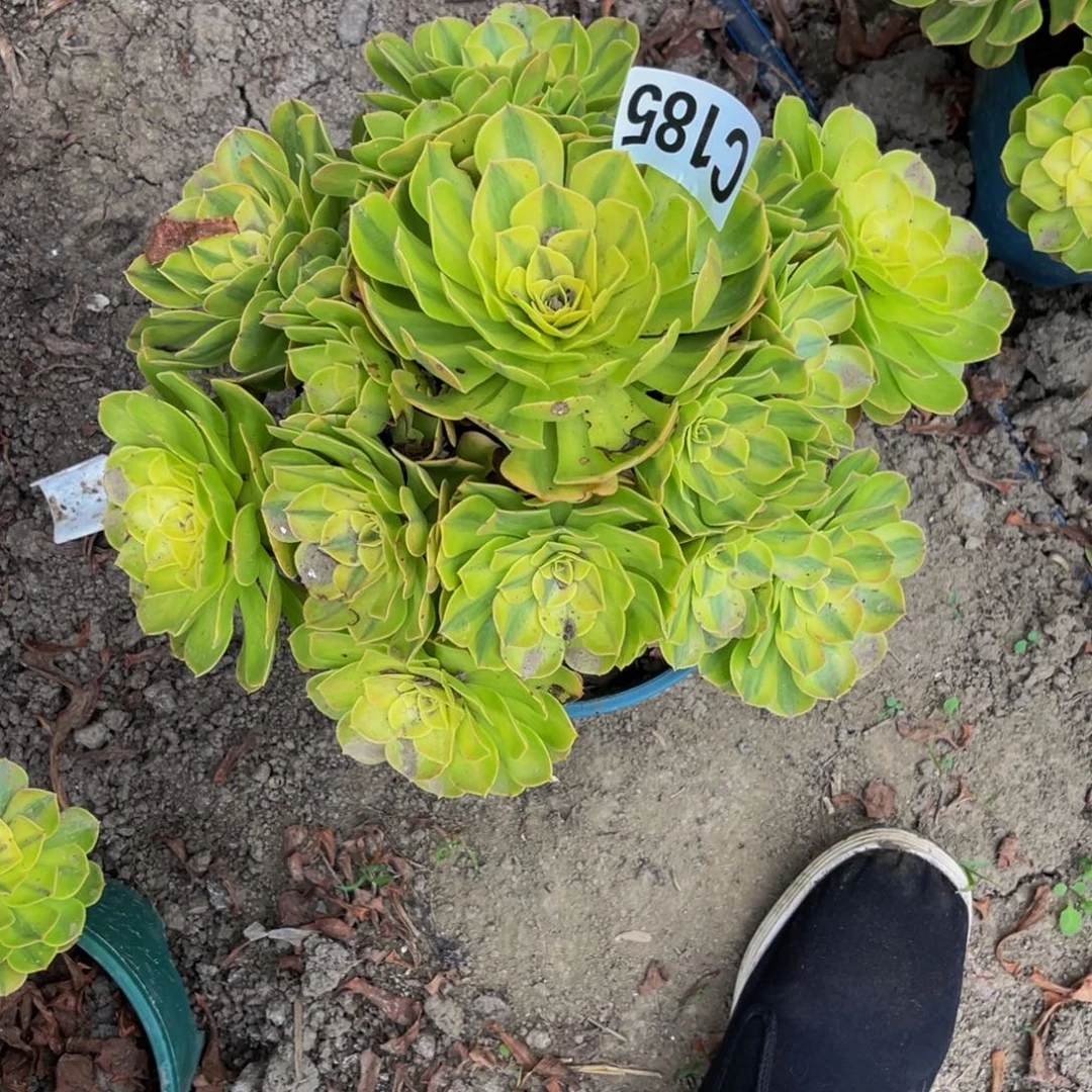 雨荷法师26////40包邮
