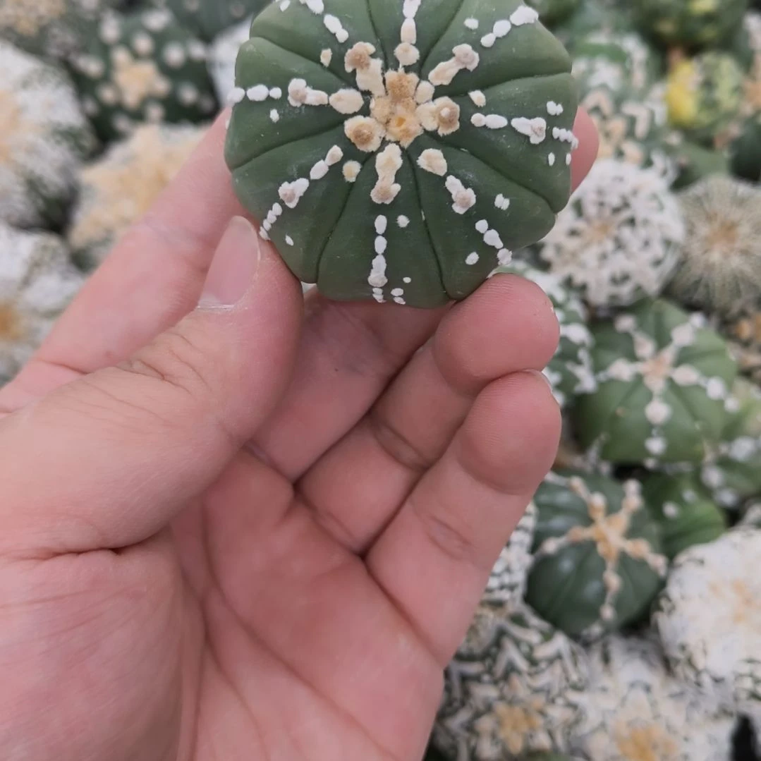 海星体连线琉璃兜兜