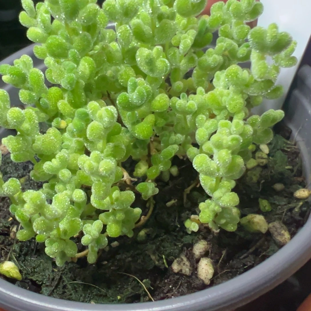 小叶莱斯虎斑锦90杯老桩