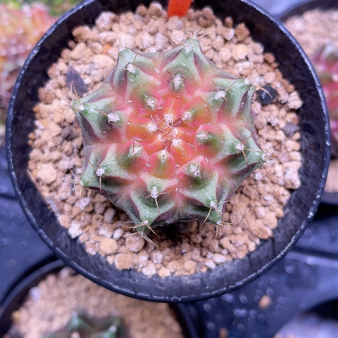 1-30轮回实生3.8厘米