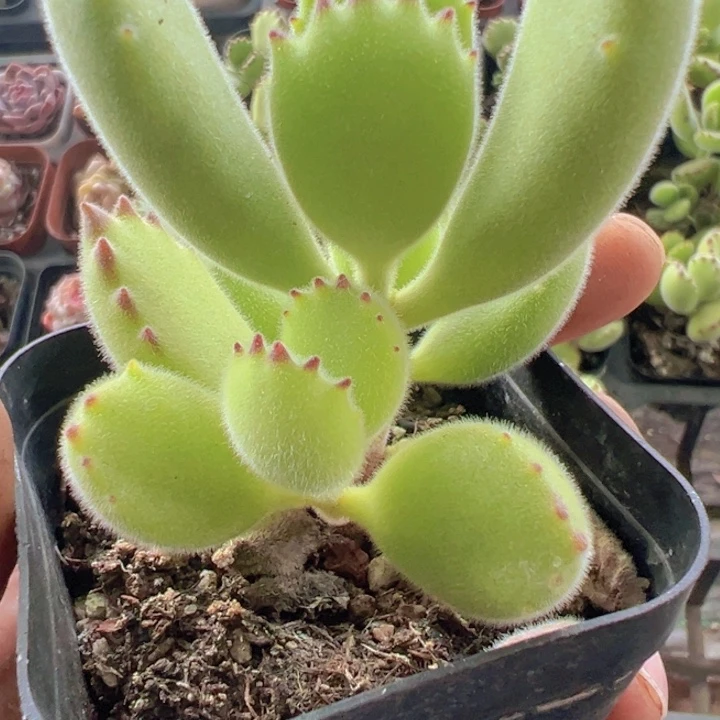 熊童子精品多肉植物