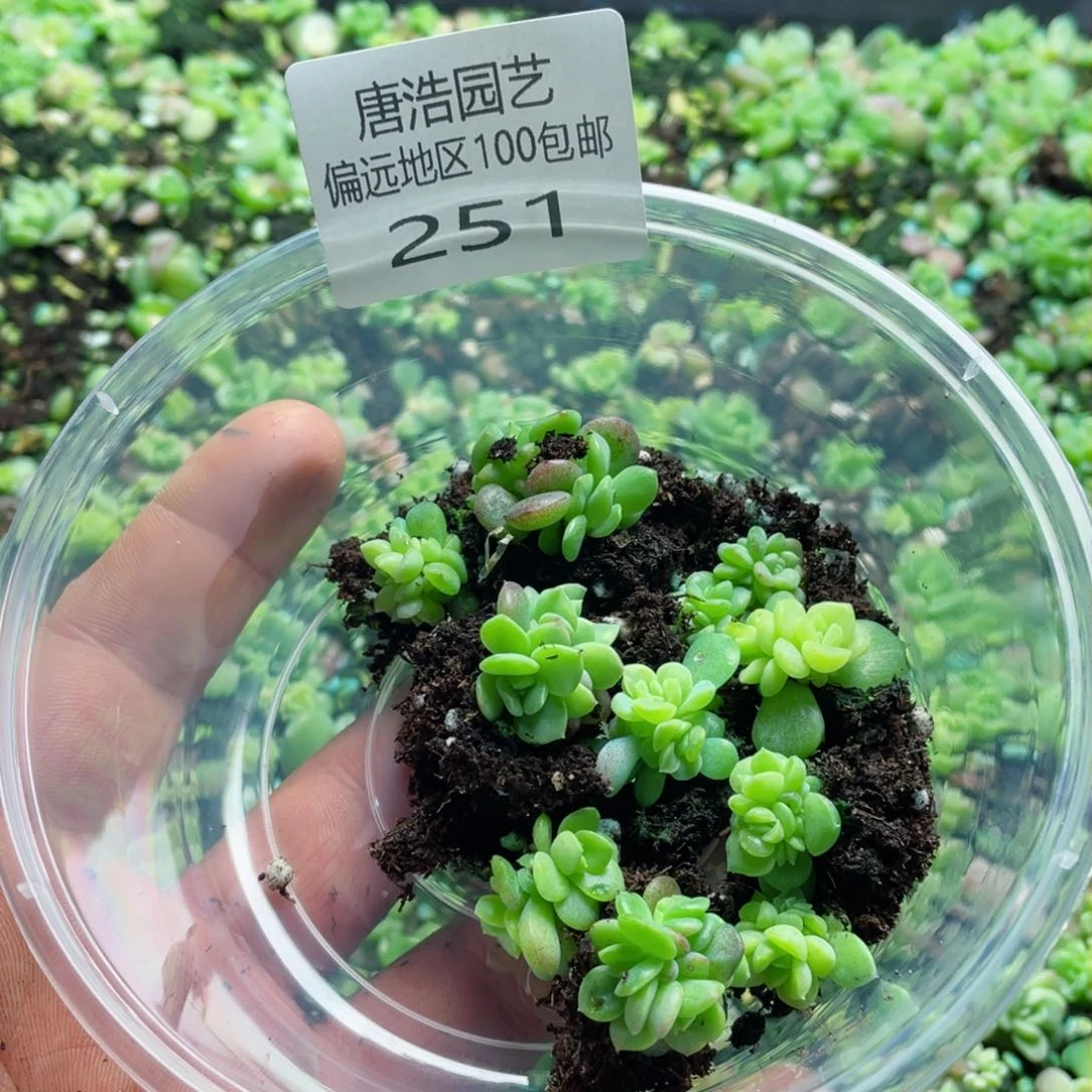 灯泡珍妮混一物一拍251