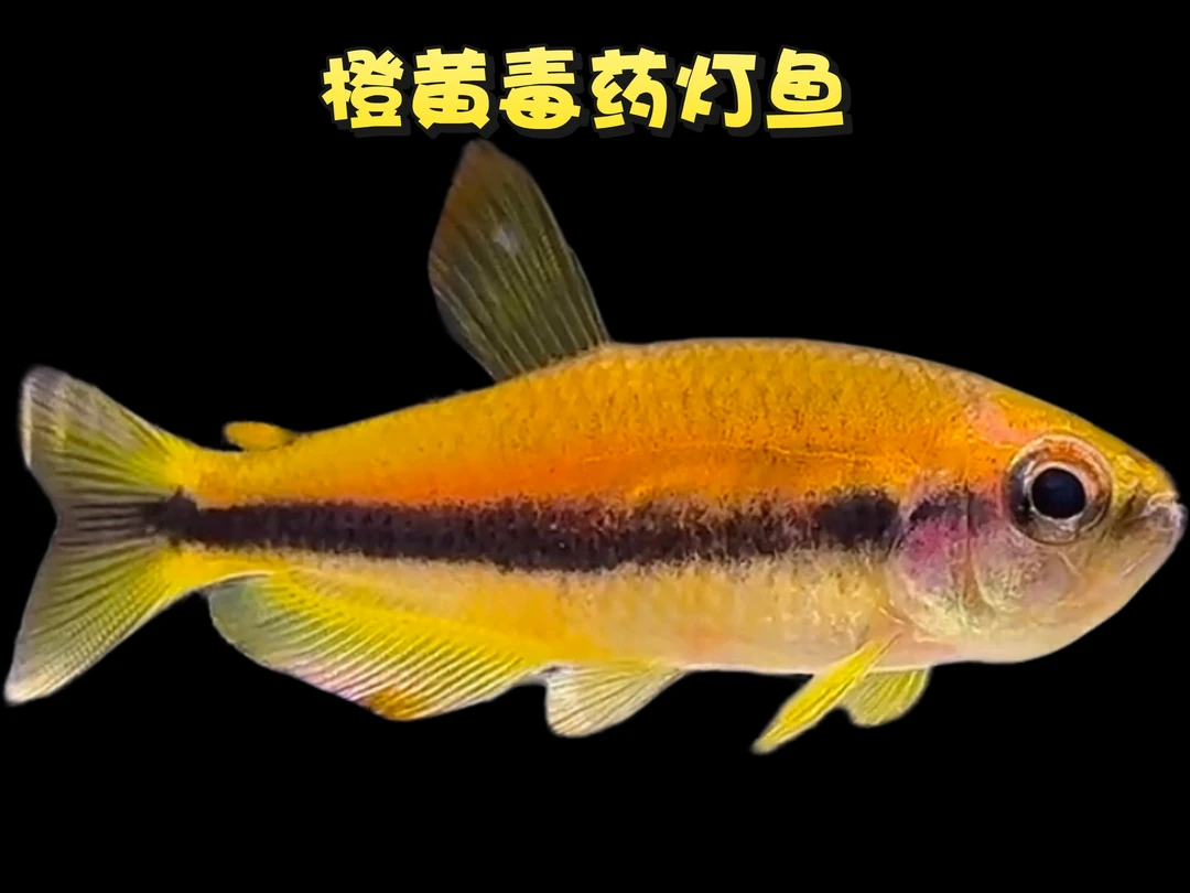 橙黄毒药灯鱼超级黄毒药灯鱼黄dy