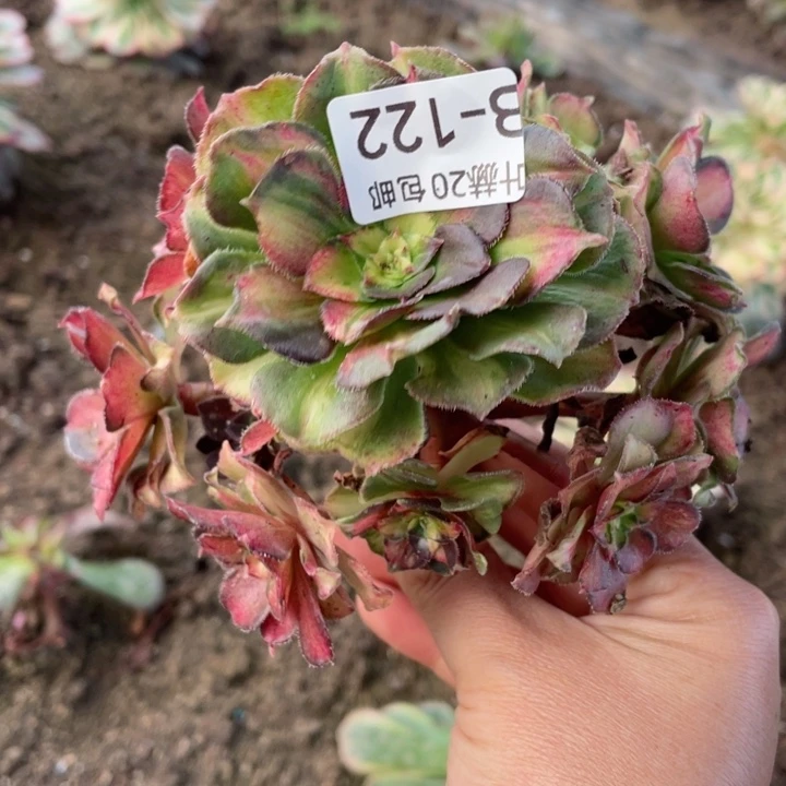 122龙鳞无根多肉1123456789