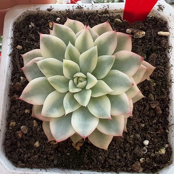 838号绿爪锦多肉植物