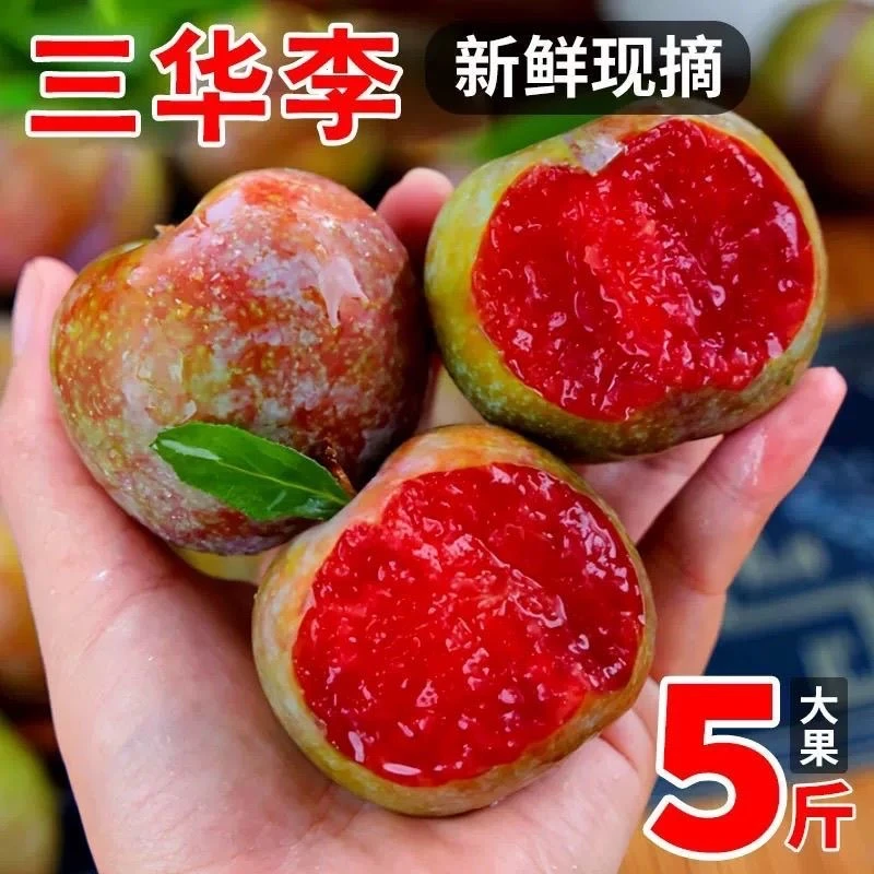 广西桂林正宗老树胭脂李三华李高山种植新鲜大果现摘现发果园直达