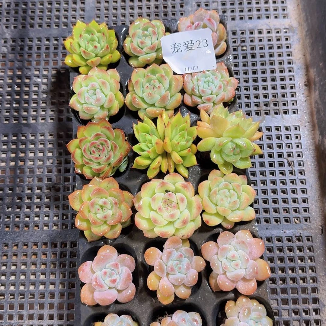 直播福利一物一拍23