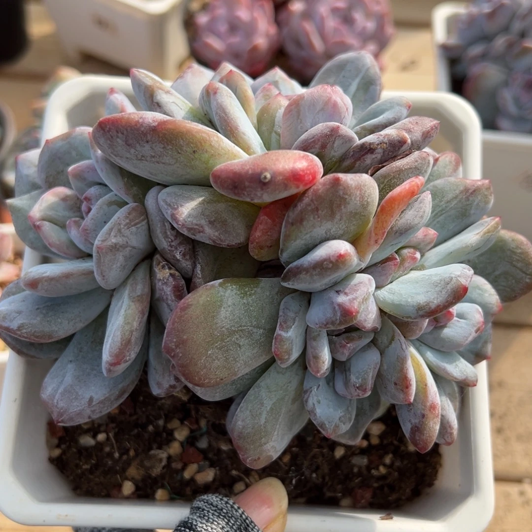 三心石化大脸粗腿