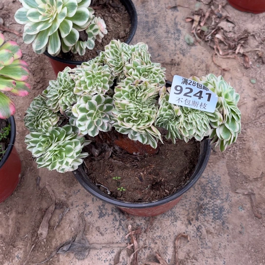 B. 9241倾城缀上多肉22