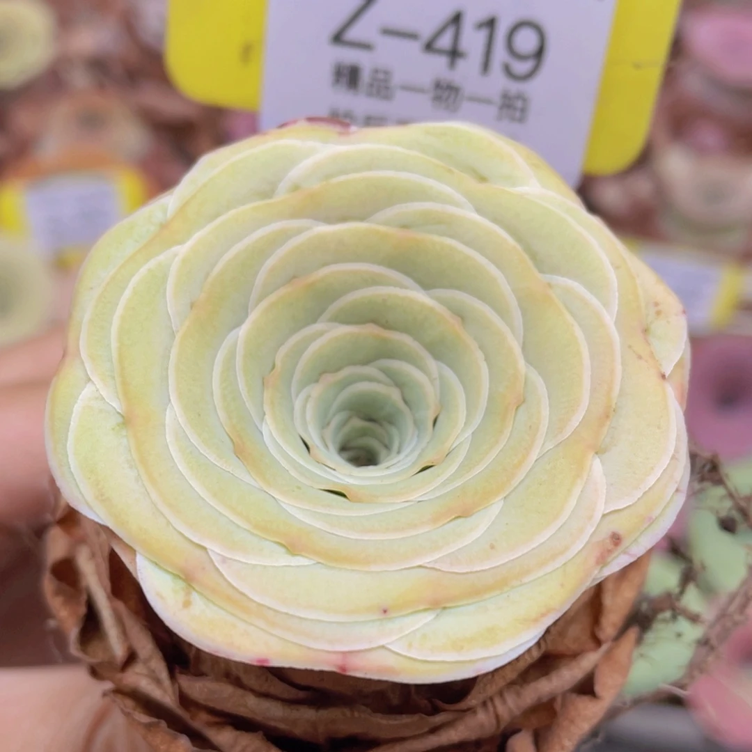 山地玫瑰Z419裸根发货不售后