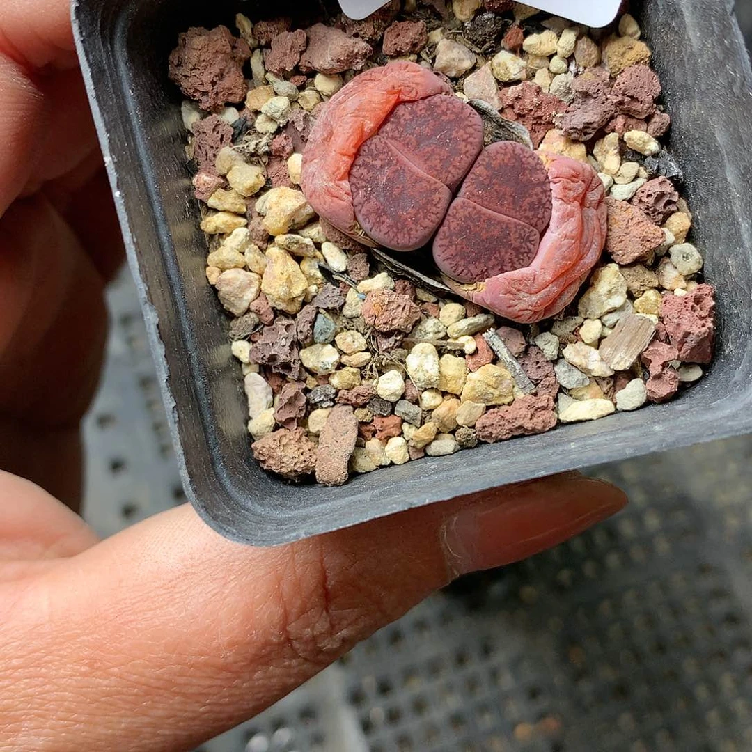 K807多肉植物保护研究所