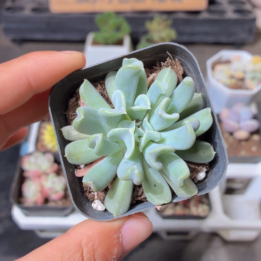 特玉莲多肉9.9包邮发货