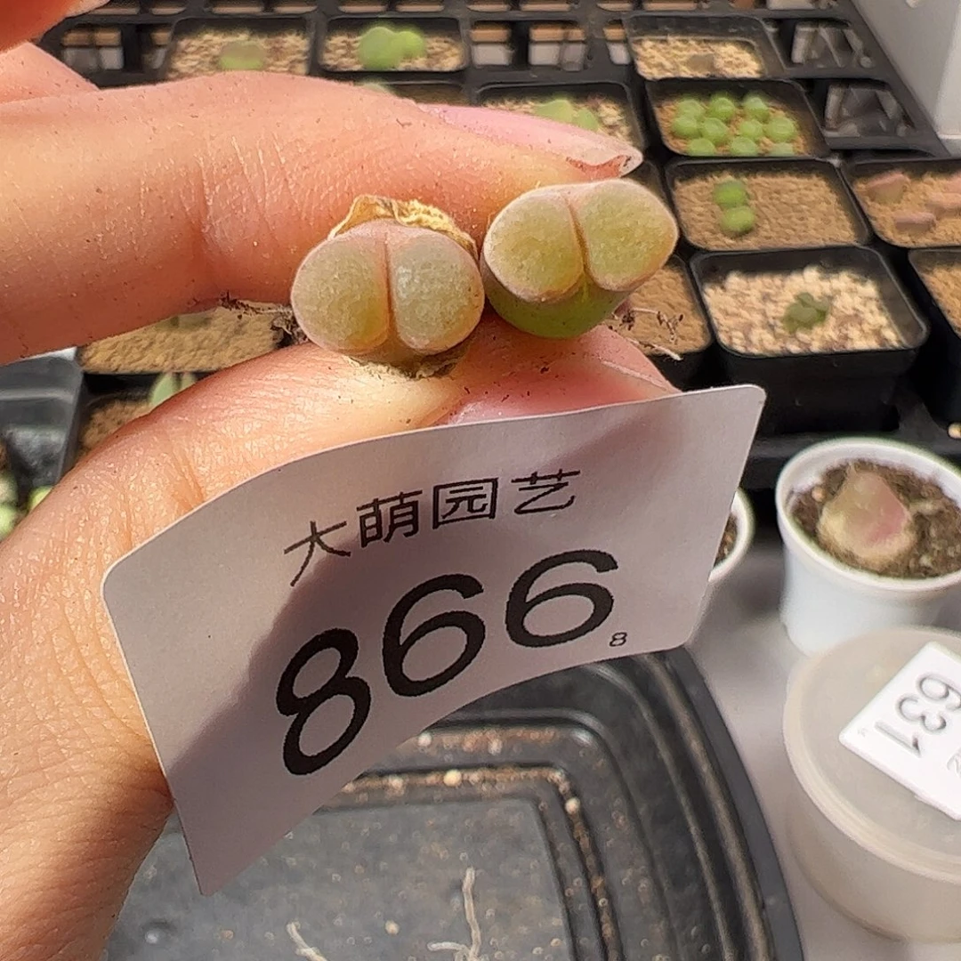 0000866 一物一拍。