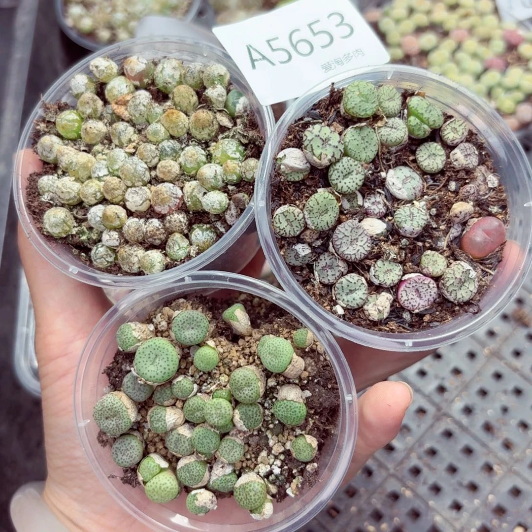 5653—生石花 生石花