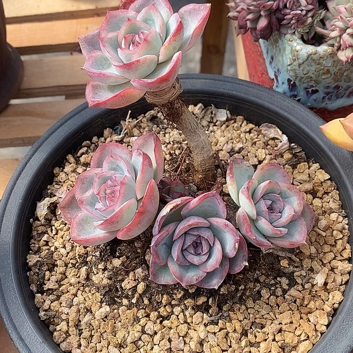 多肉植物肉肉植物