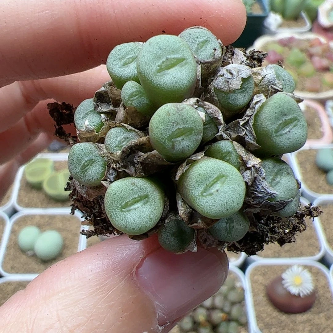 【闪购商品】301 ob纽扣