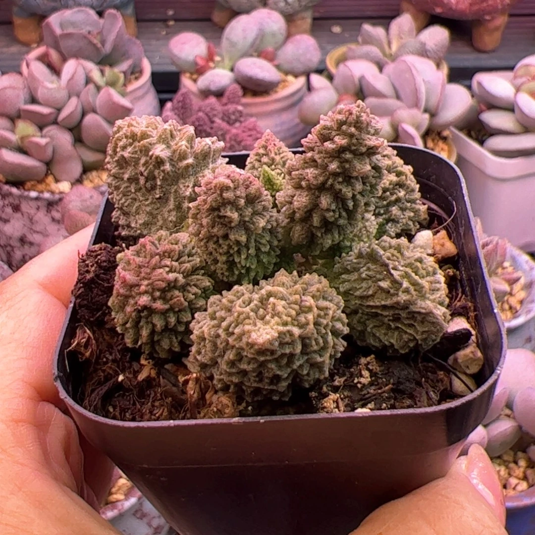 朱紫玉。