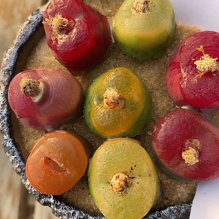 3047彩蟠桃一组。