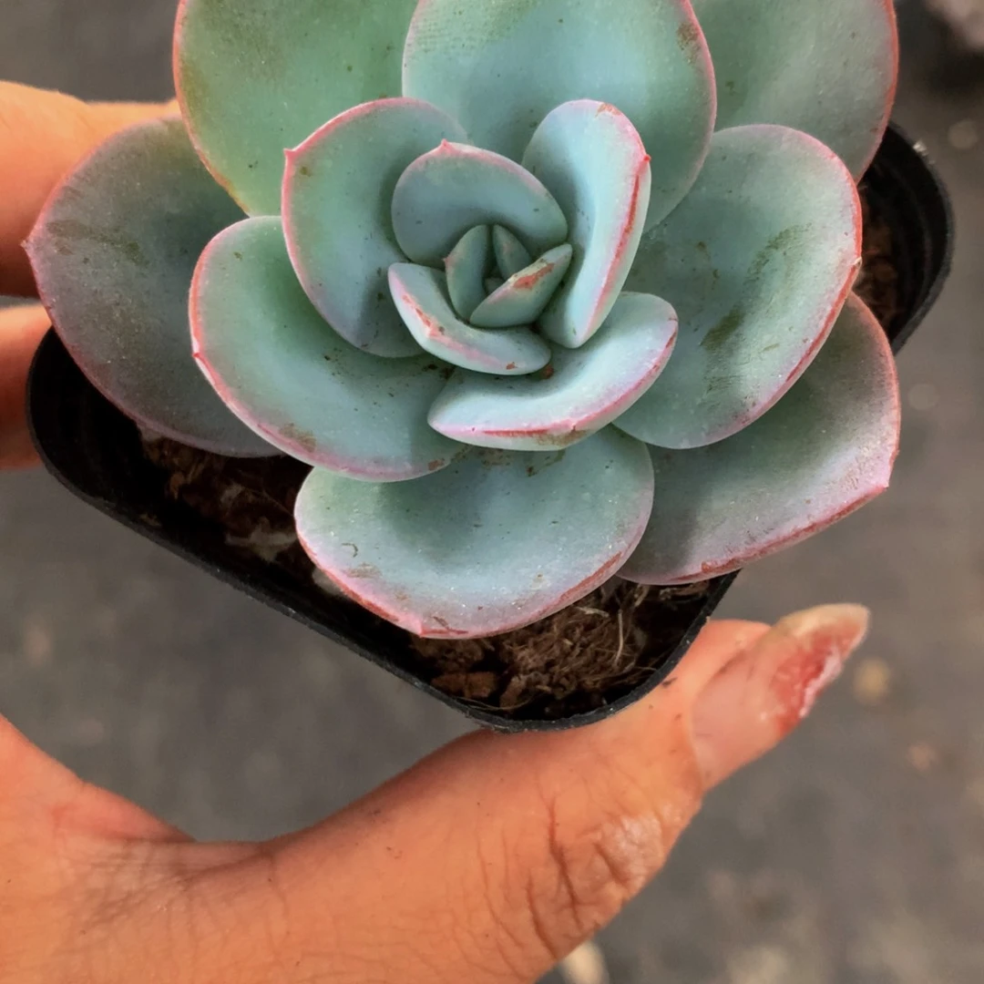 布鲁兰 （满9.99包邮不满9.99发叶子）