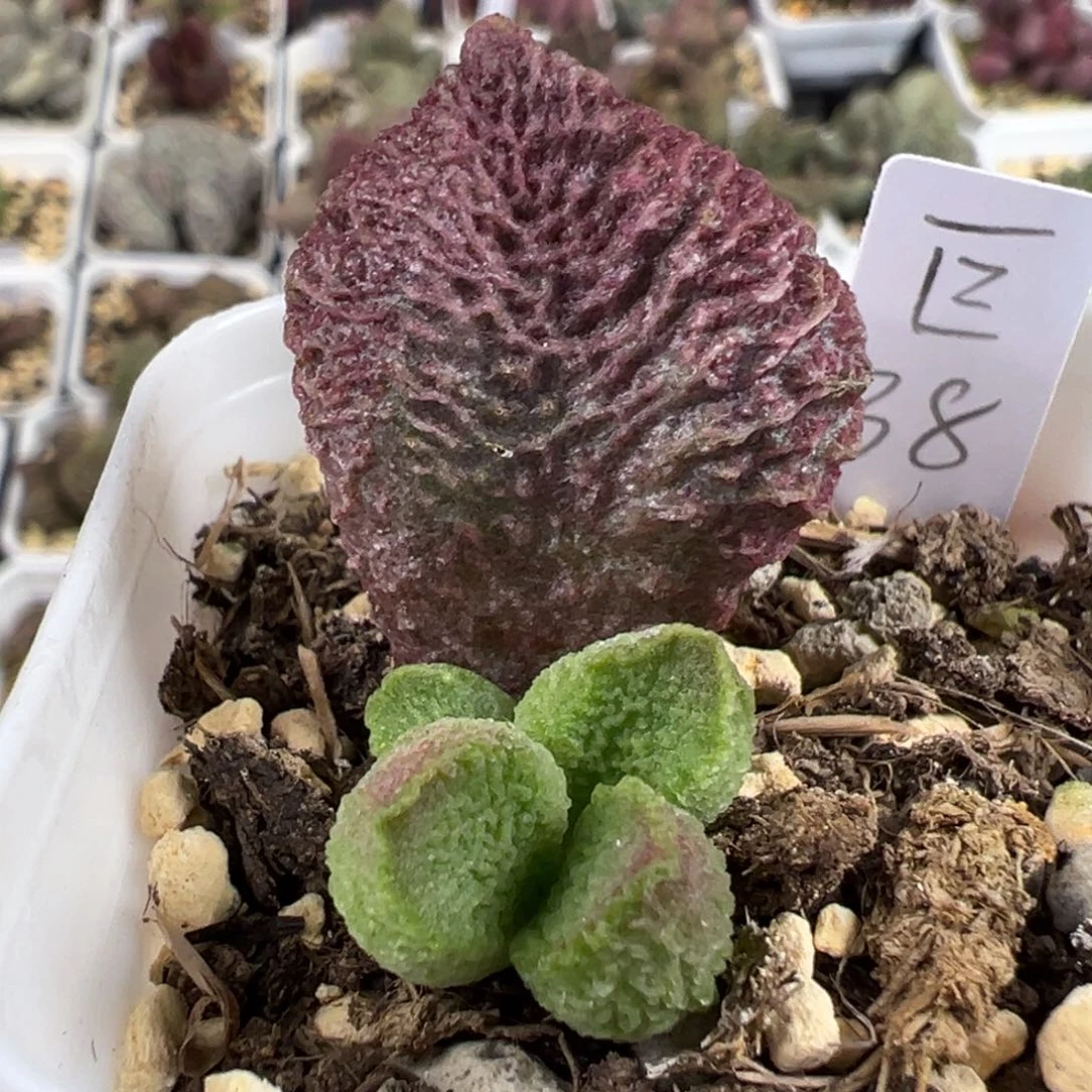 巨猪宝多肉植物水泡
