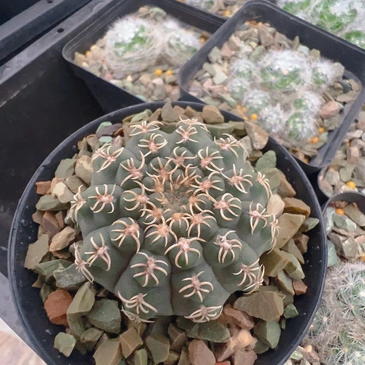 白刺瑞昌玉。实生。
