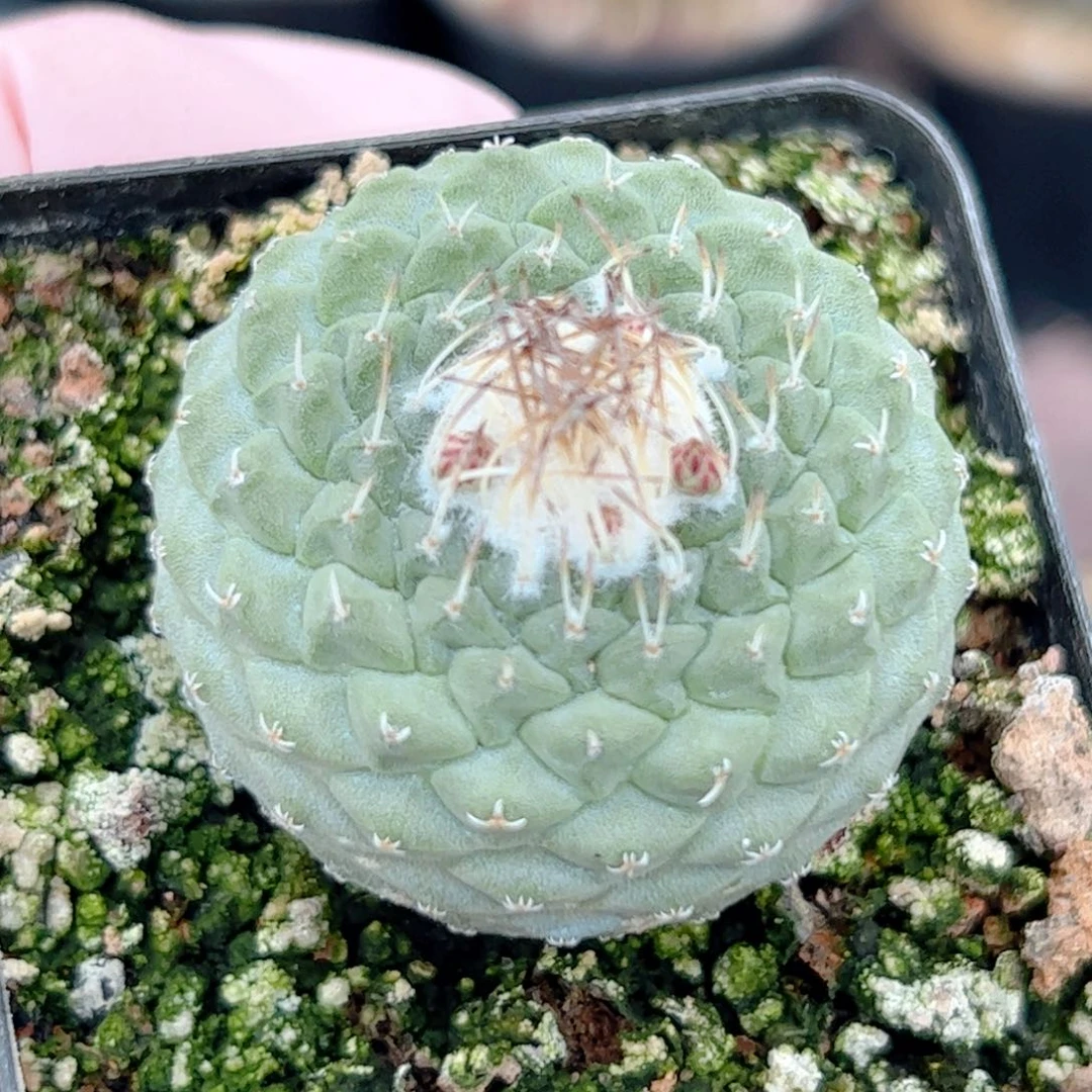 实生 菊水3.5公分