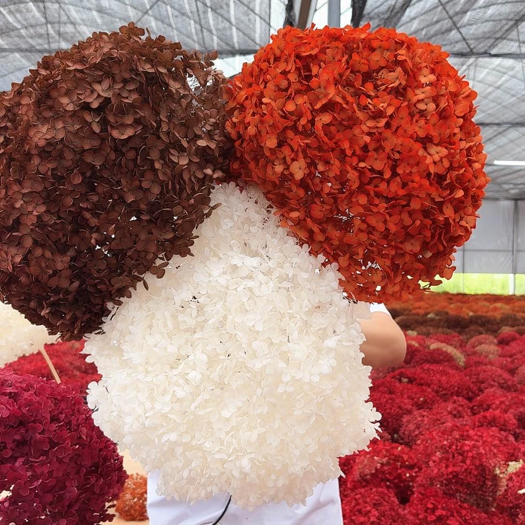 完全开放咖色，橙色，白色各一枝绣球