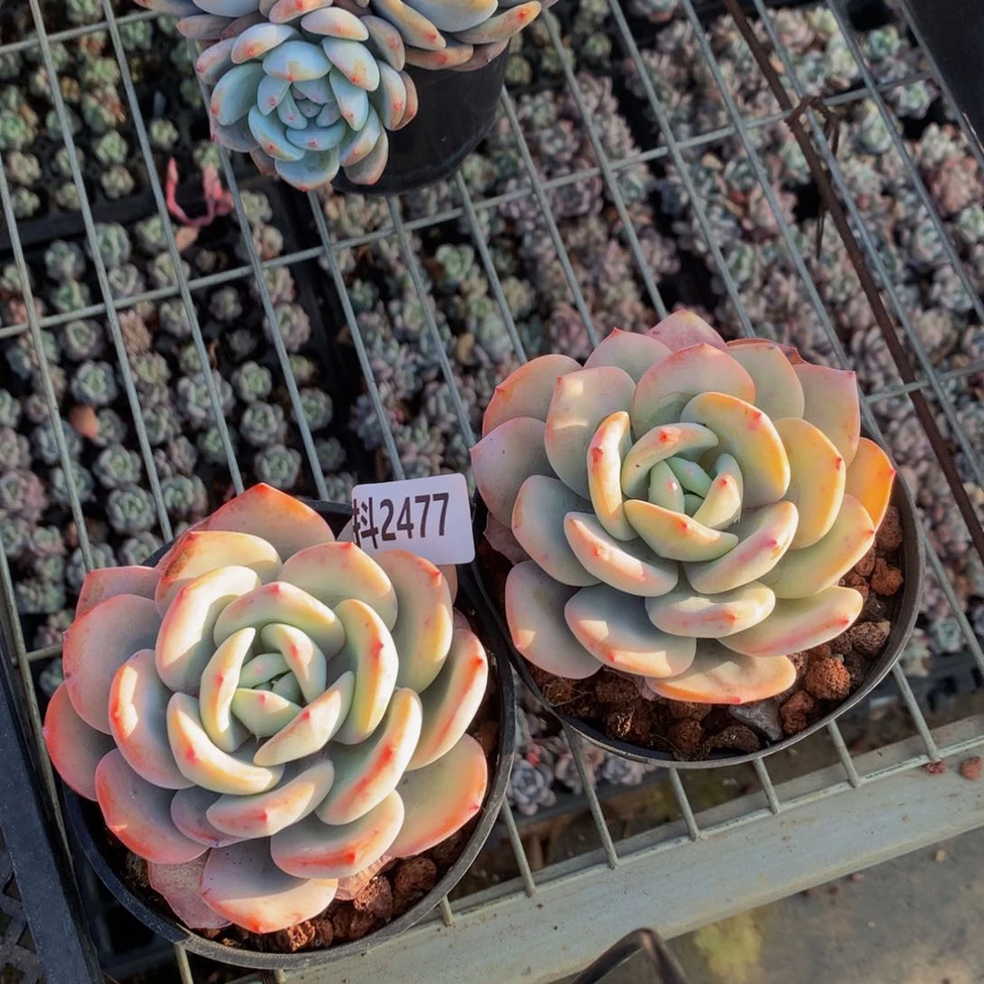 ?*染2477两个奶茶了！单词