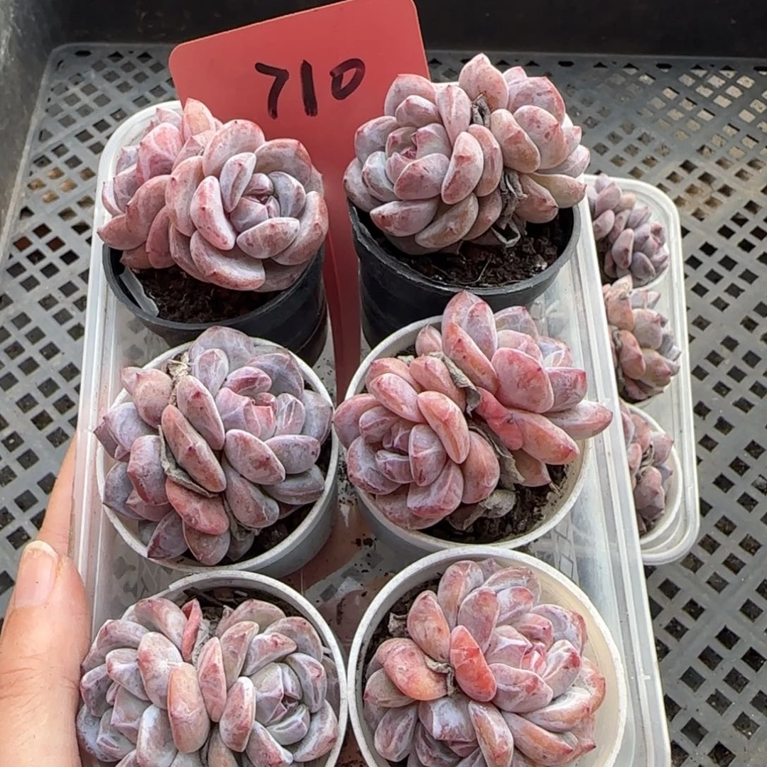 710哈哈哈哈哈哈哈哈哈哈